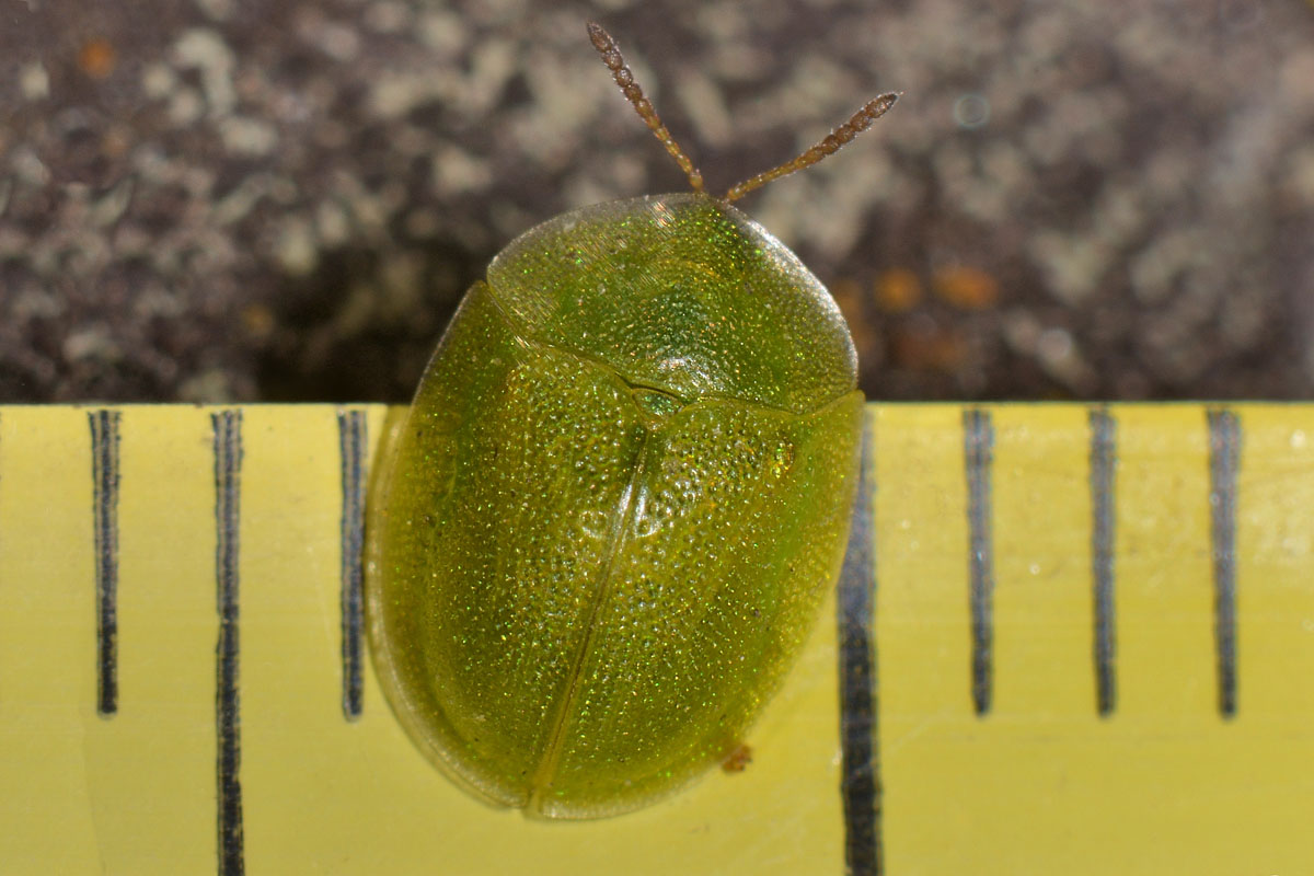 Chrysomelidae: Cassida hemisphaerica?....Cassida cfr. hemisphaerica